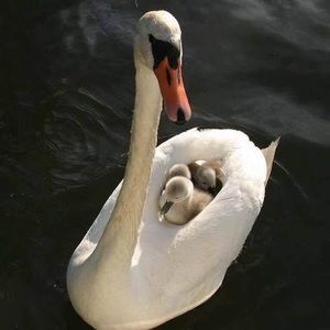 Meet your Posher, Renee